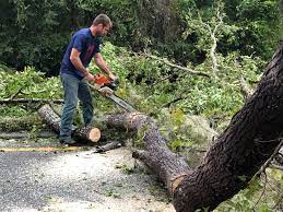 Trusted Orofino, ID Tree Care Experts