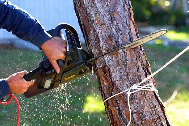 How Our Tree Care Process Works  in  Orofino, ID